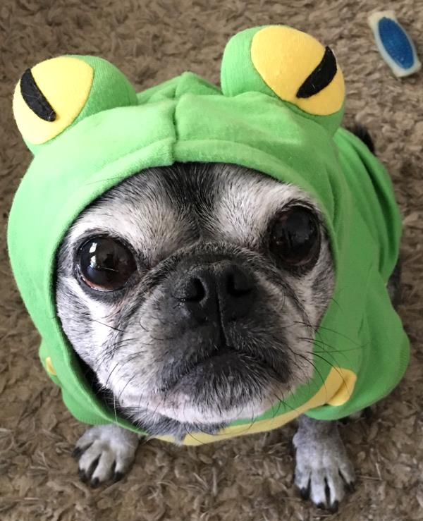 /images/uploads/pug nation rescue of los angeles/2018pugnation/entries/6168thumb.jpg
